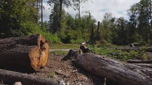Owings, MD Tree Care Company