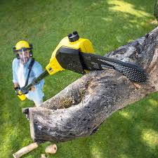 How Our Tree Care Process Works  in  Owings, MD