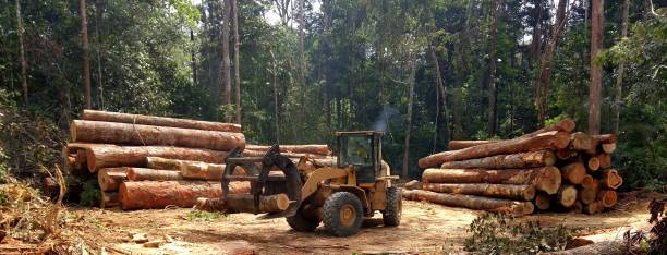 Best Hazardous Tree Removal  in Owings, MD