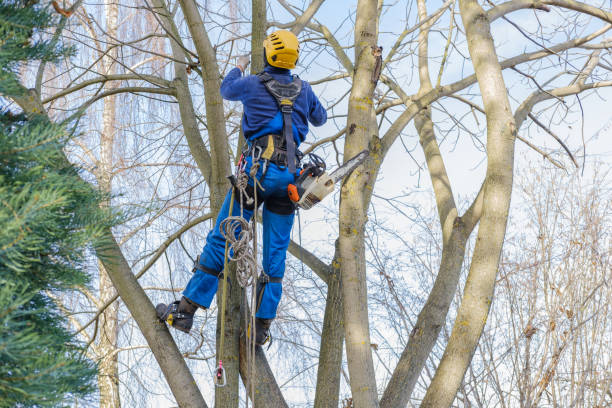 Best Tree Planting  in Owings, MD